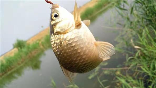 原神|蚯蚓钓鲫鱼连杆技巧！做窝诱鱼是前提，鱼情的把握及使用是核心！