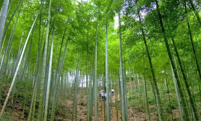 |浙江有一4A景区，以生产毛竹为主，目及之处全是大毛竹，满眼绿色