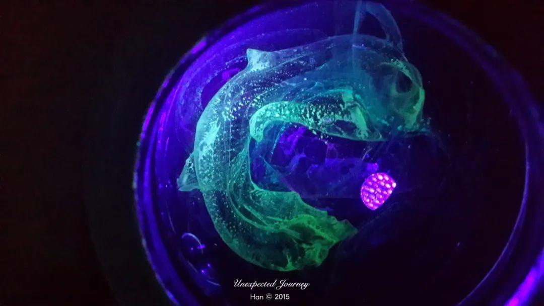 进化的终点，窥探奇异生物的世界