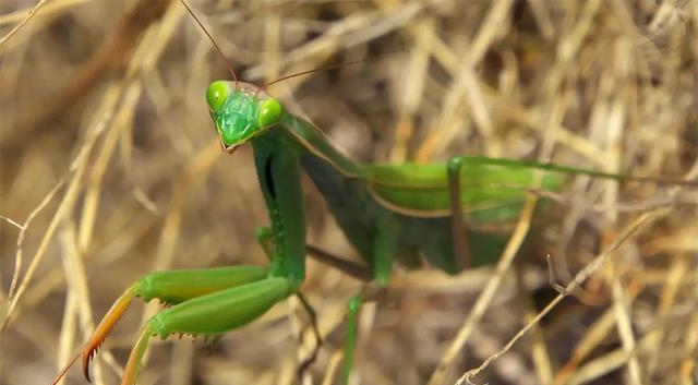 没了头还能活18个月!6种断头还能动的生物,完全超出人类想象