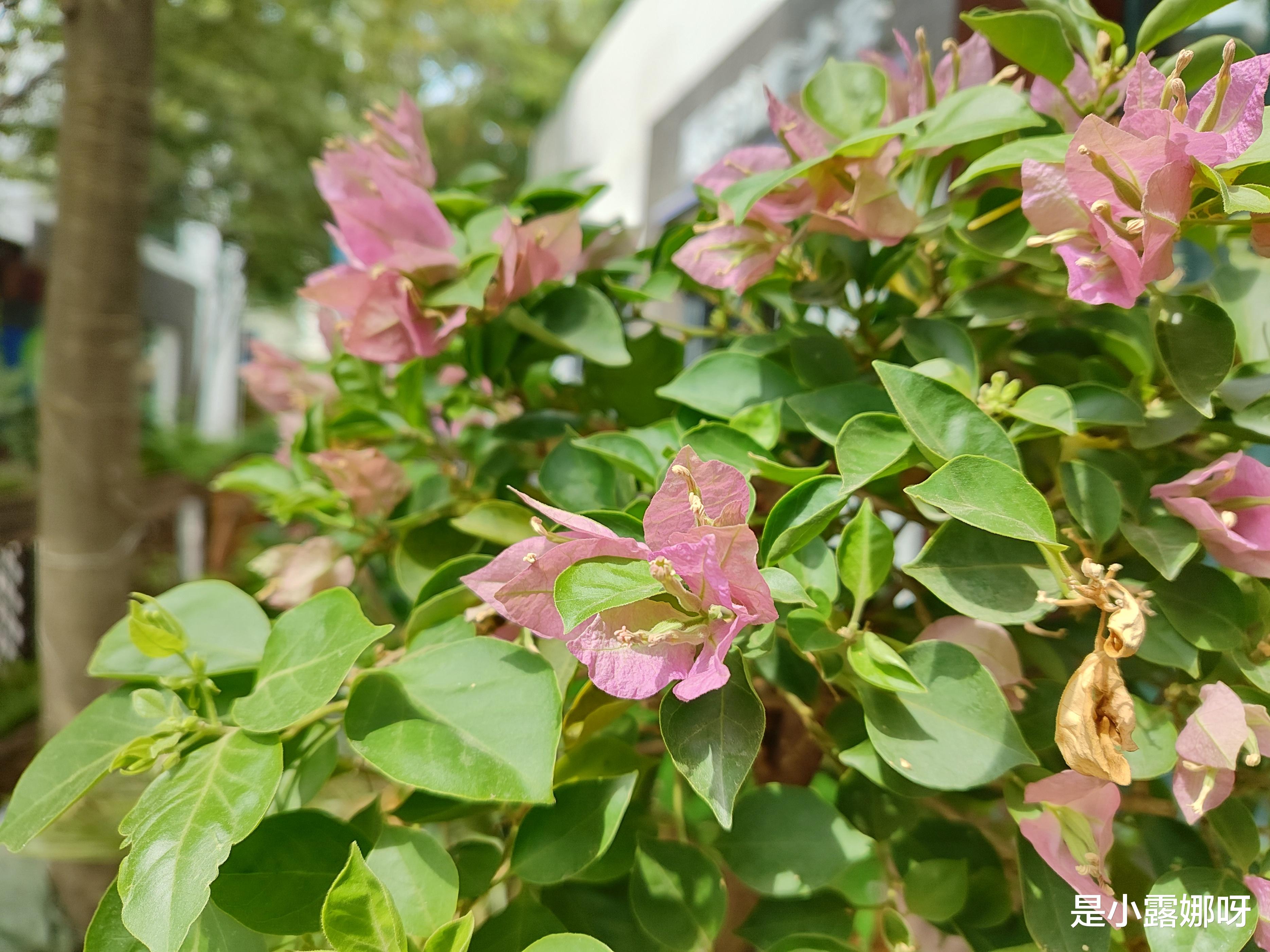 红米手机|红米K50至尊版使用3天后，回答网友问得最多的5个问题！