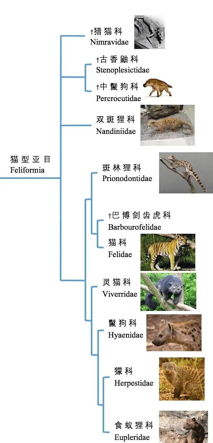 人被鬣狗咬住千万不要挣扎是真的吗?为什么?