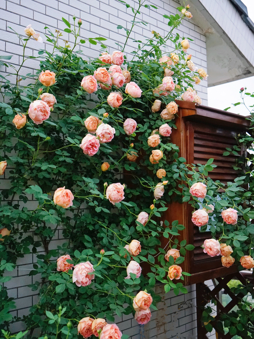 35㎡楼顶露台，亲手打造空中小花园，这才是顶楼的正确打开方式