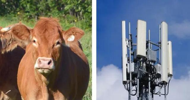 4G|法国被迫关闭4G信号塔，因为农户觉得信号塔害死了自家奶牛？