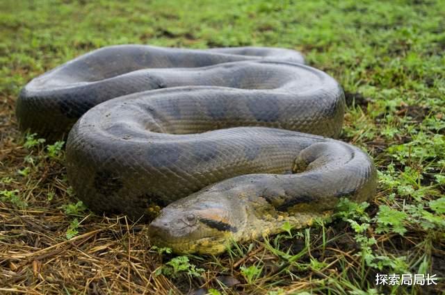 东北虎vs森蚺,当猫科二弟遇到蚺科老大,谁会笑到最后呢?