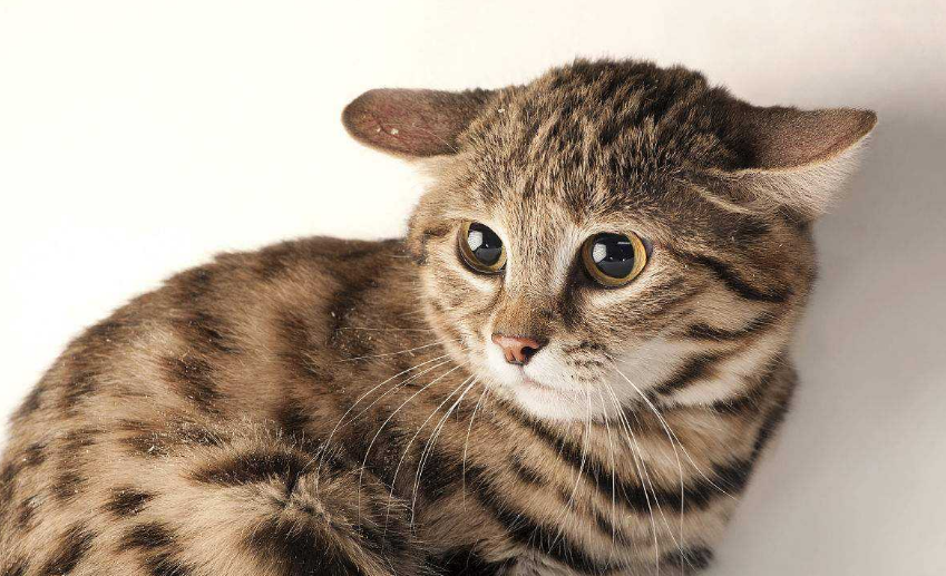 世界上战斗力最强的8种猫,敢于挑衅雄狮猎豹