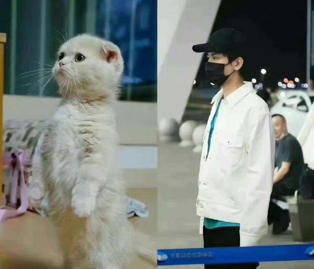 蒋雯丽|成毅猫耳错位图好萌,网友:一旦接受了这种奇怪设定就摆脱不了!