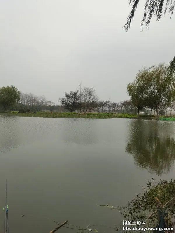 钓鱼|大风也出击，野塘拉小鲫
