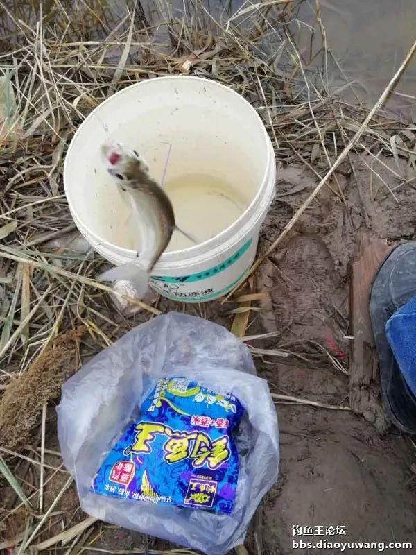 撒网|腥香+酒米,抢了一盆鲫