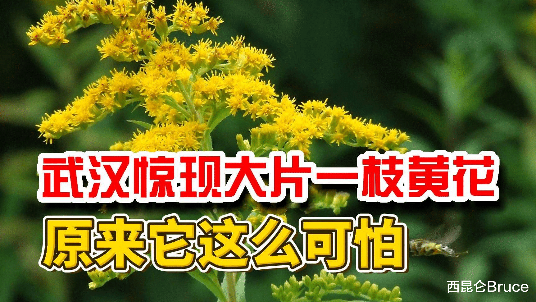 外来入侵物种!武汉多地发现加拿大一枝黄花,1株花有2万多粒种子