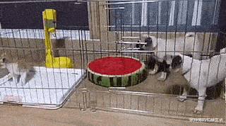 |洗衣服时不小心把洗衣粉倒多了,第二天嫂子就和我哥离婚了