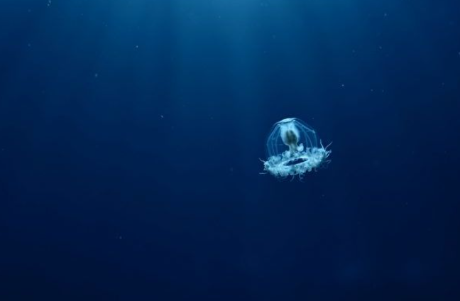 科学家或已破解灯塔水母永生之谜