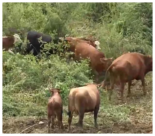 广东男子承包500亩荒山，靠卖雪花牛肉，公司年销售额共达3900万