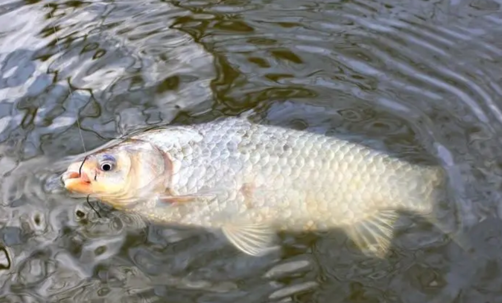 |夏季钓鲫无鱼口?别着急,老钓鱼人常用这“3招”,轻松还有效