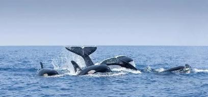 蓝鲸那么大，如果有鲨鱼虎鲸来咬它怎么办？