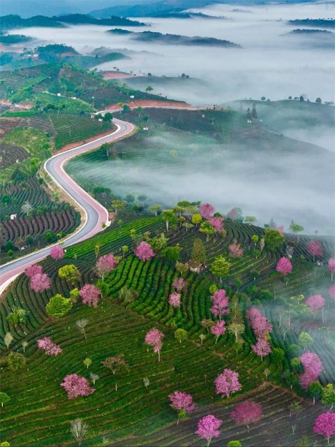 茶园|普洱精品茶旅线路推荐丨来一场“寻根探祖”的普洱茶“发烧之旅”！
