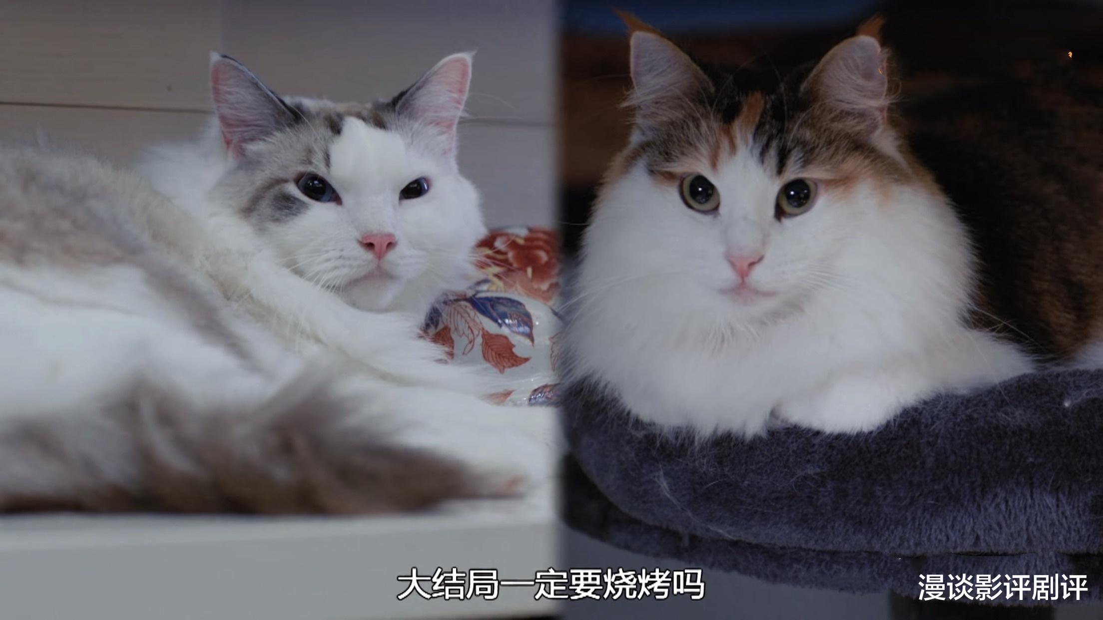 下流上车族|传统的TVB式结局,《下流上车族》圆满收场,但有好有坏