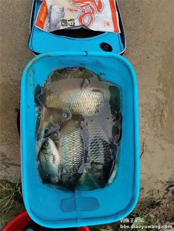 饵料|本味绝杀三,看我狂拉板鲫和大鲤