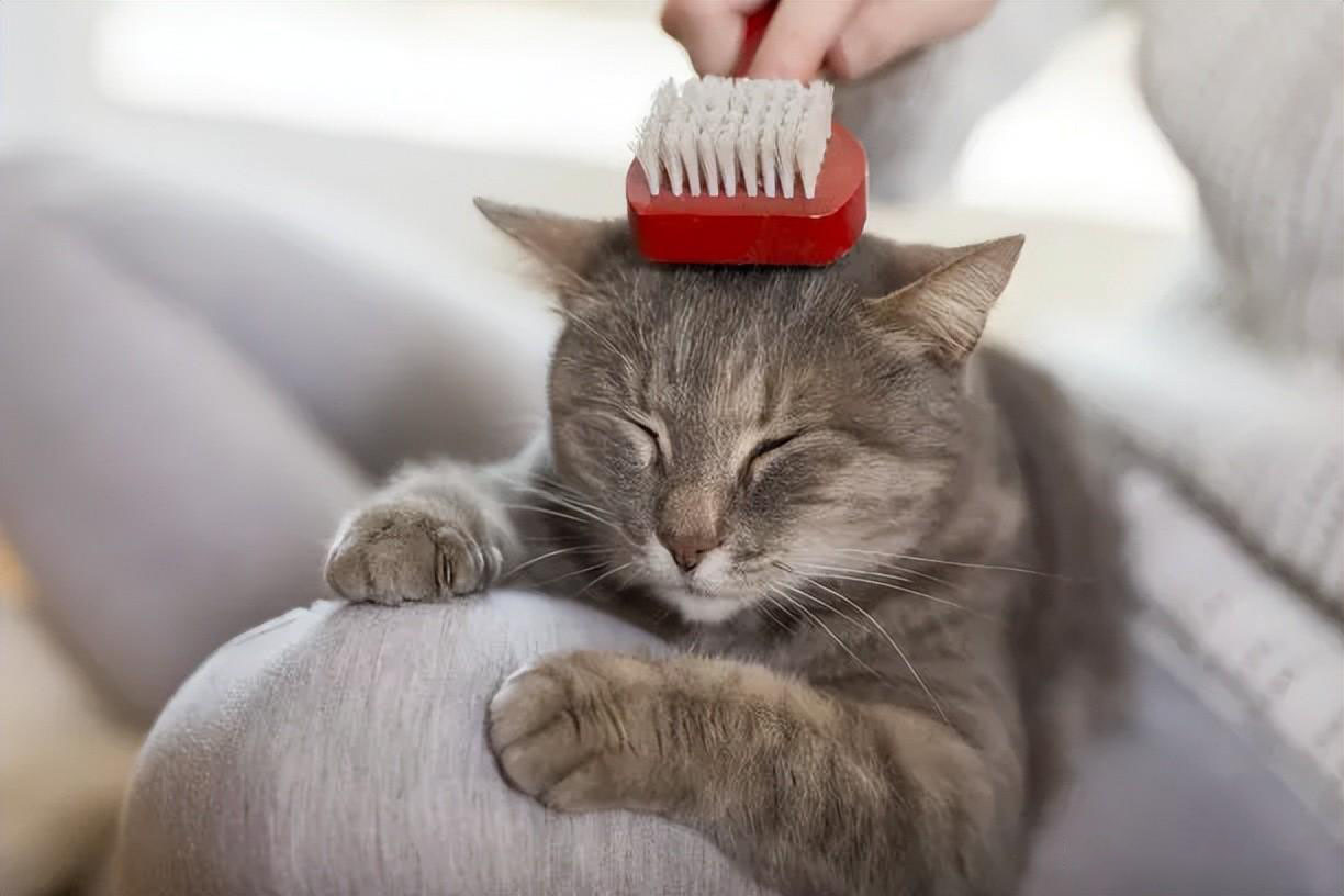 新手养猫指南｜新手养猫需要做哪些准备