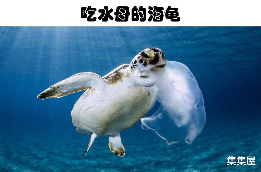 神奇的动物世界！已经进化出能吃致命食物的5种动物