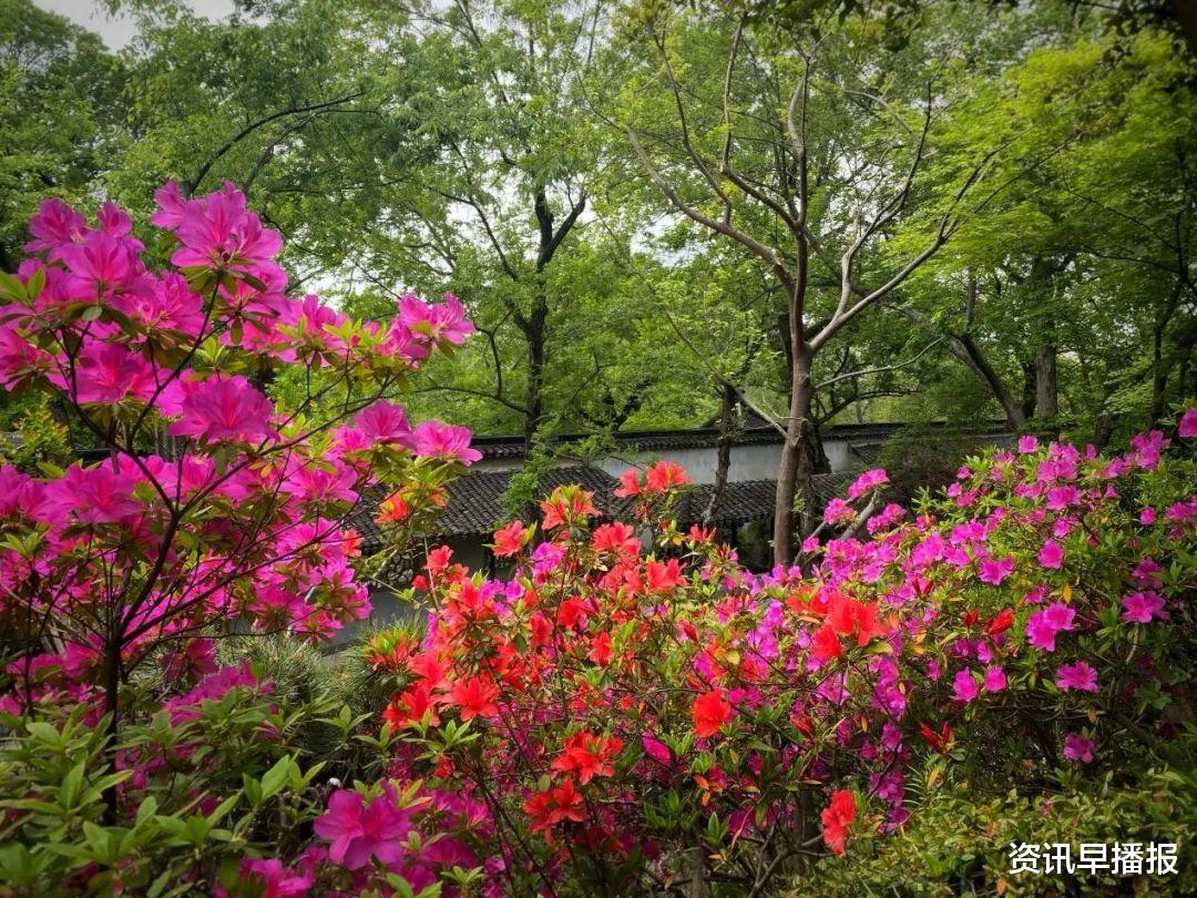 张掖|苏州拙政园“探花”：春风四月话杜鹃