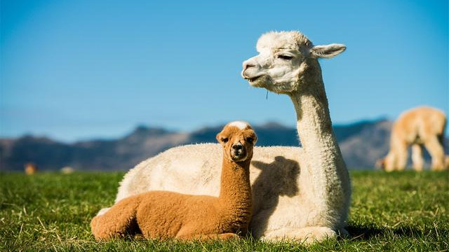 怀胎时间最长的动物排行榜