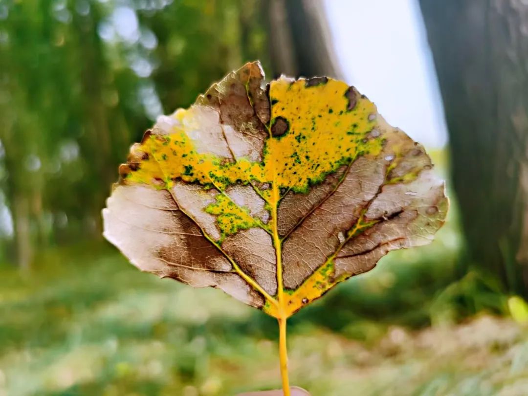 广州市|随笔：总不能辜负了秋天的盛情吧
