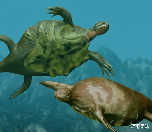 乌龟成为科学家们的“噩梦”,为何?堪称进化论的终极bug