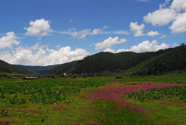 森林公园|旅游好去处普达措森林公园，领略与夏季截然不同的景色，如梦似幻
