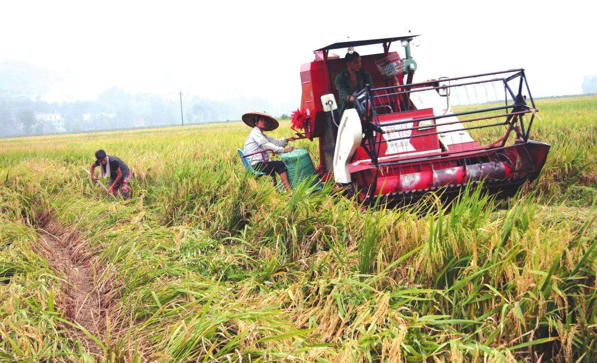 短视频|“互联网+农业”发展中存在的问题及措施