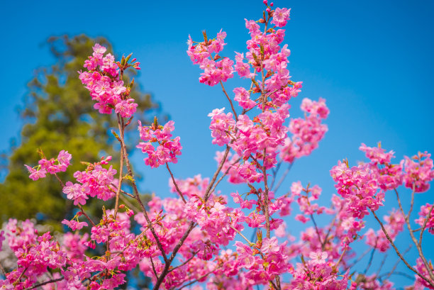 草原|一座日本第一大樱花公园即将轰动世界