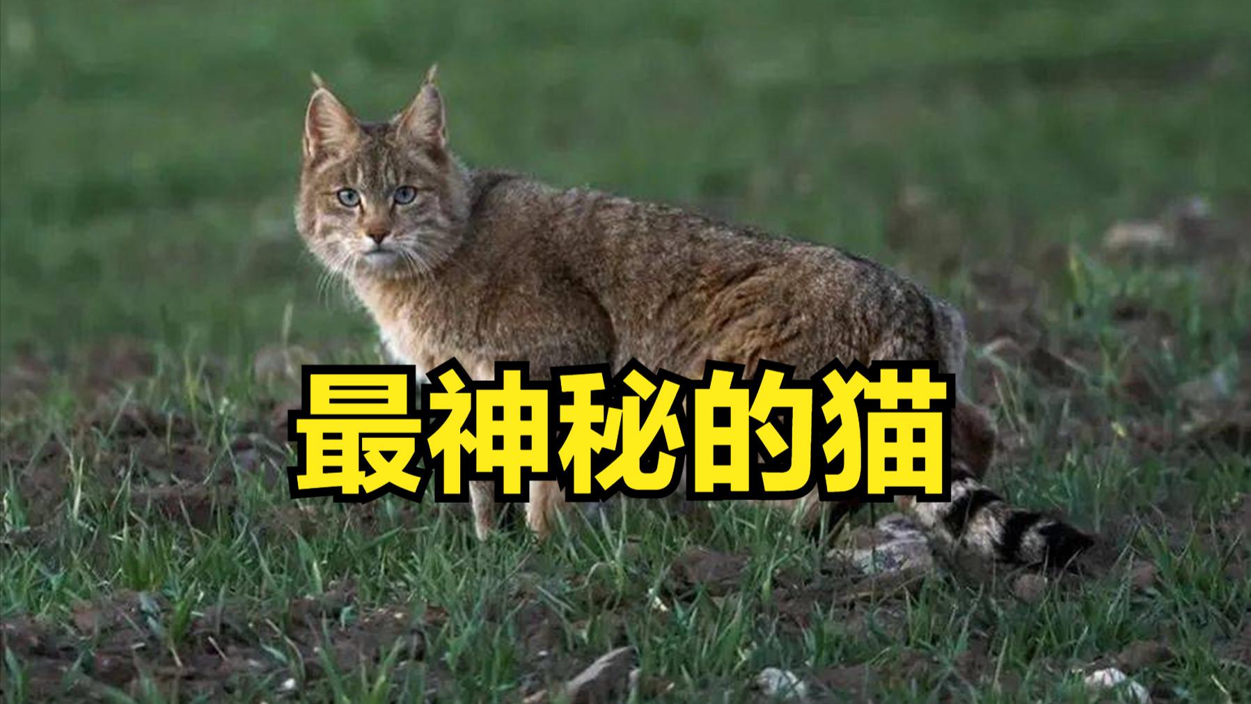 荒漠猫又出现了！祁连山发现我国最神秘的野猫，可用计谋进行捕食