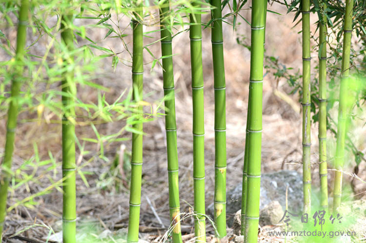旅游业|创建天府旅游名县｜绵竹双坪村：发展生态农业推进乡村振兴