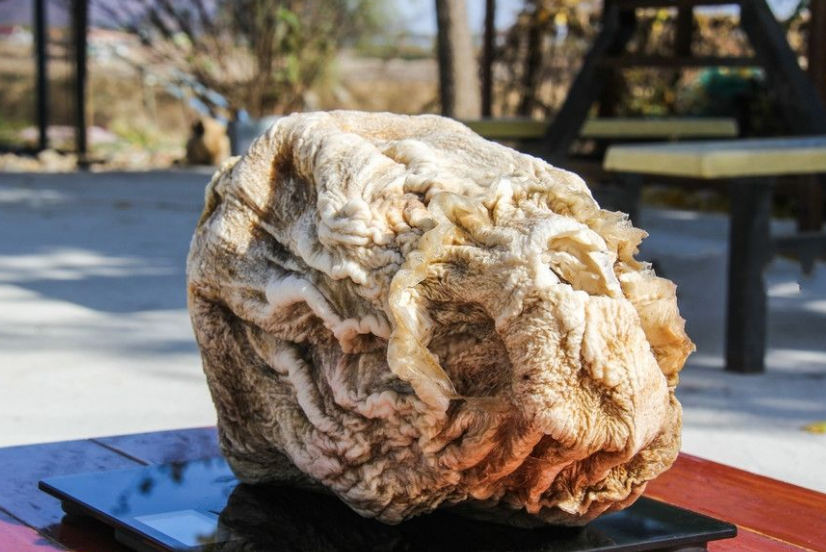 太岁到底有多强大?科学家深入调查研究后:早已跳出自然生态法则