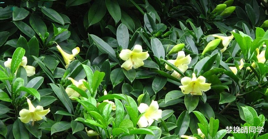 这5种花,漂亮又好养,放卧室客厅都合适,还能净化空气,很实用