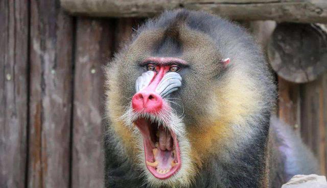 “宁遇豺狼,不碰山魈”,山魈究竟是什么,为何让人如此忌惮?