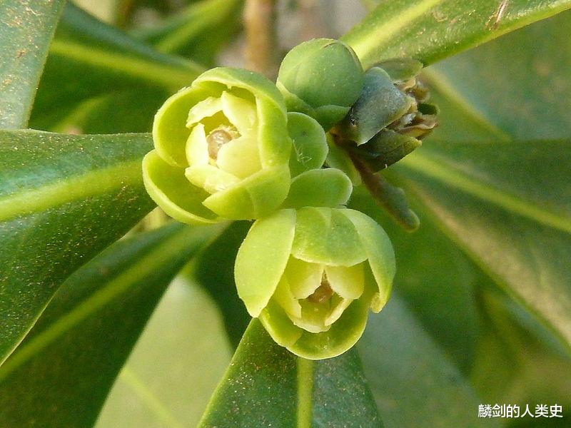 【地球生物全系列——植物篇】双子叶植物纲—白樟目