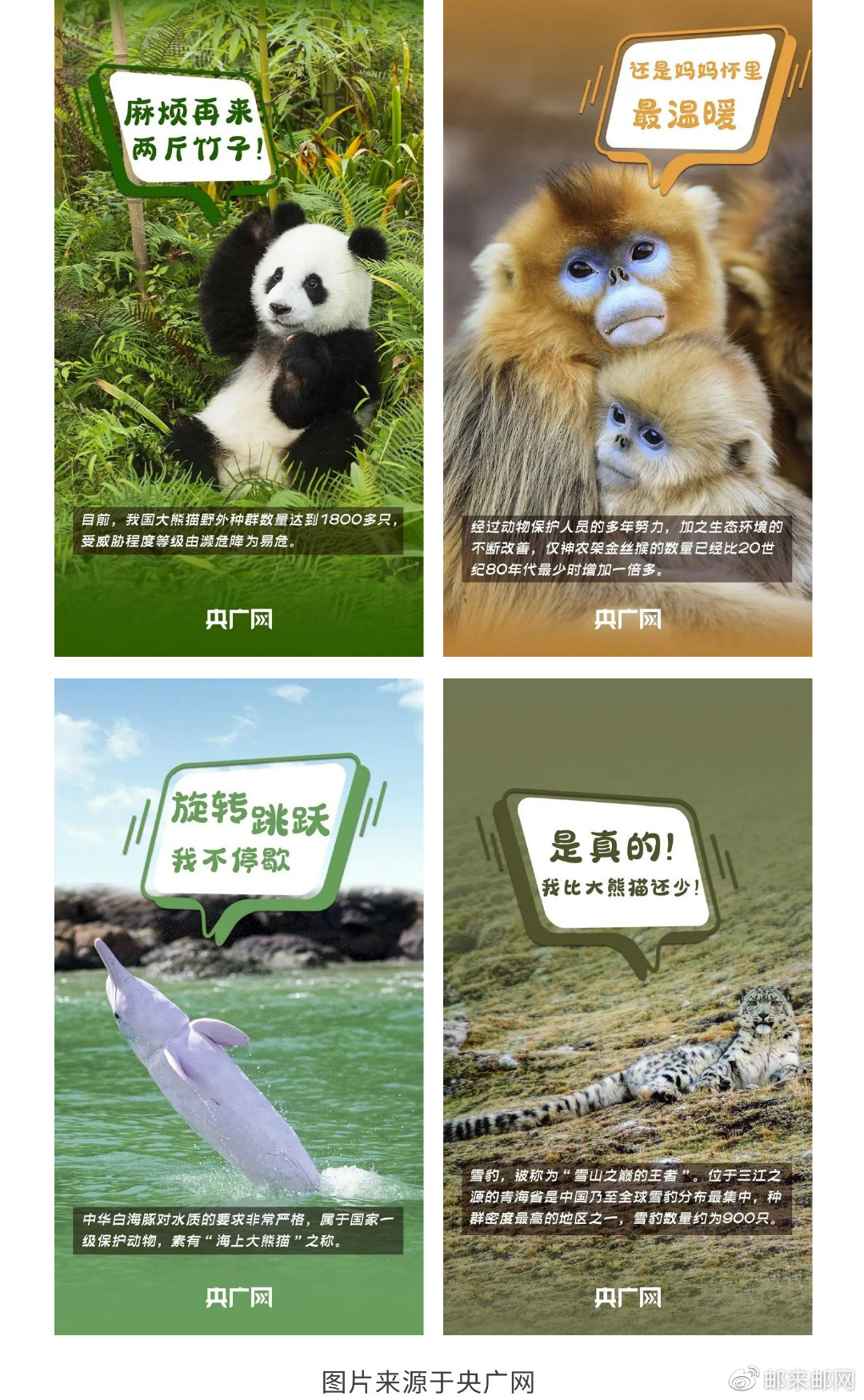 世界动物日,赏兔恰逢时!