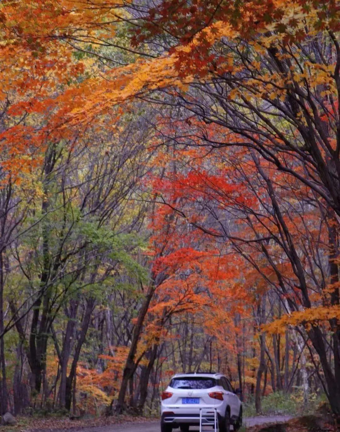 本溪|挖到秋色绝美东北小城,枫叶秒杀京都,还有复古火车和温泉