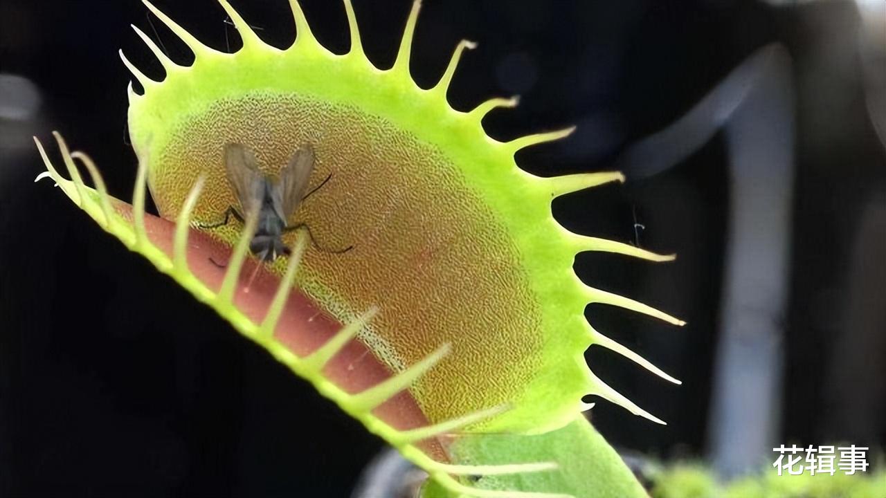 为了生存,植物进化出了这6个奇特的能力,网友:植物也“疯狂”