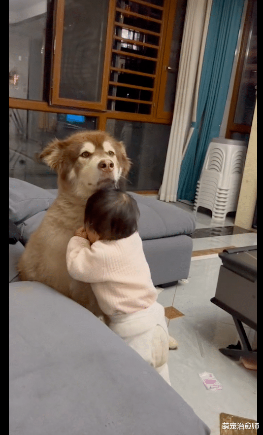 孩子往狗狗的身上蹭，它就坐在原地一动不动忍耐着，生无可恋呀！