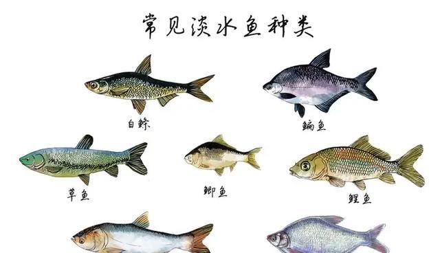 海鱼和河鱼哪个更好?为什么?
