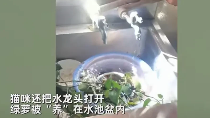 女子隔离7天2只猫独自在家拆家 网友:低血压一下子就被治好了
