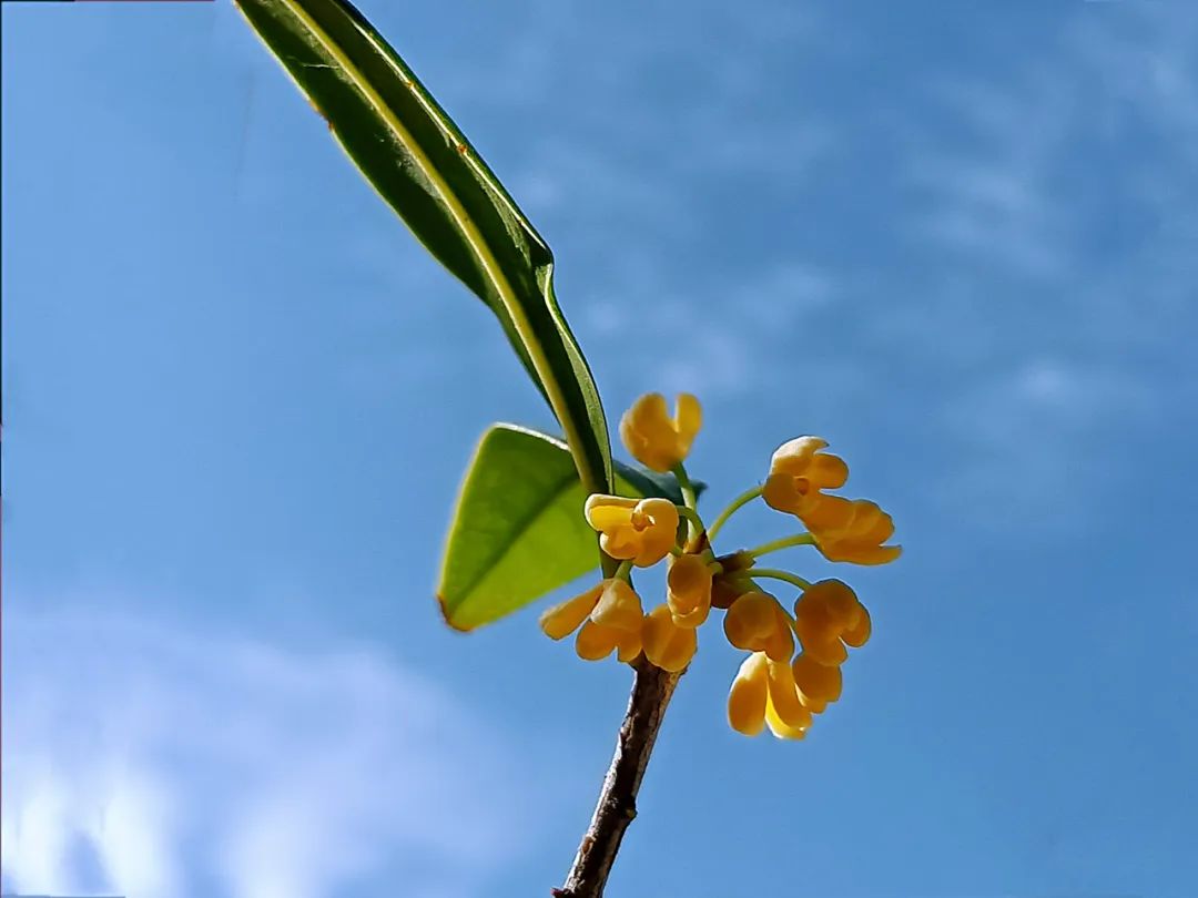 广州市|随笔：总不能辜负了秋天的盛情吧