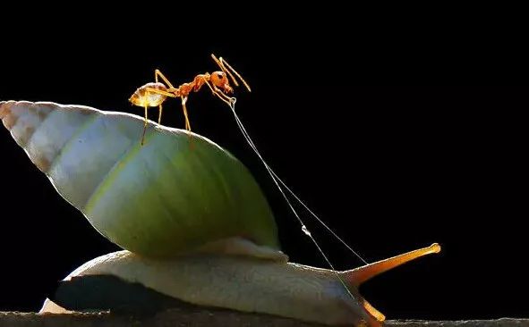 文玩|看得你心惊肉跳的精雕翡翠,没有人不叹为观止!!
