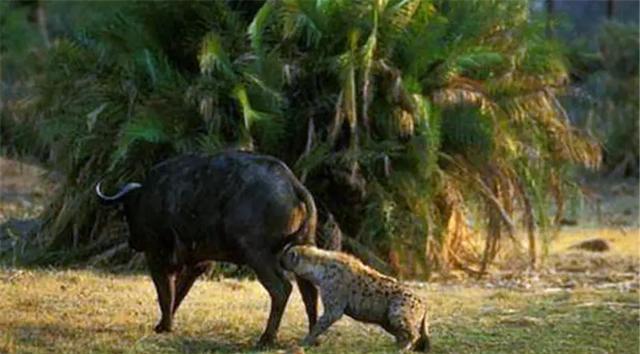 一群鬣狗能不能把一条大鳄鱼给“掏肛”？为什么？