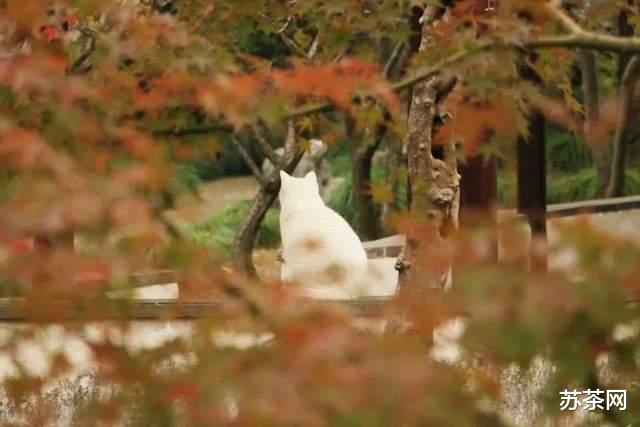 乡村旅游|这些园林，承包了苏州秋冬一半的美