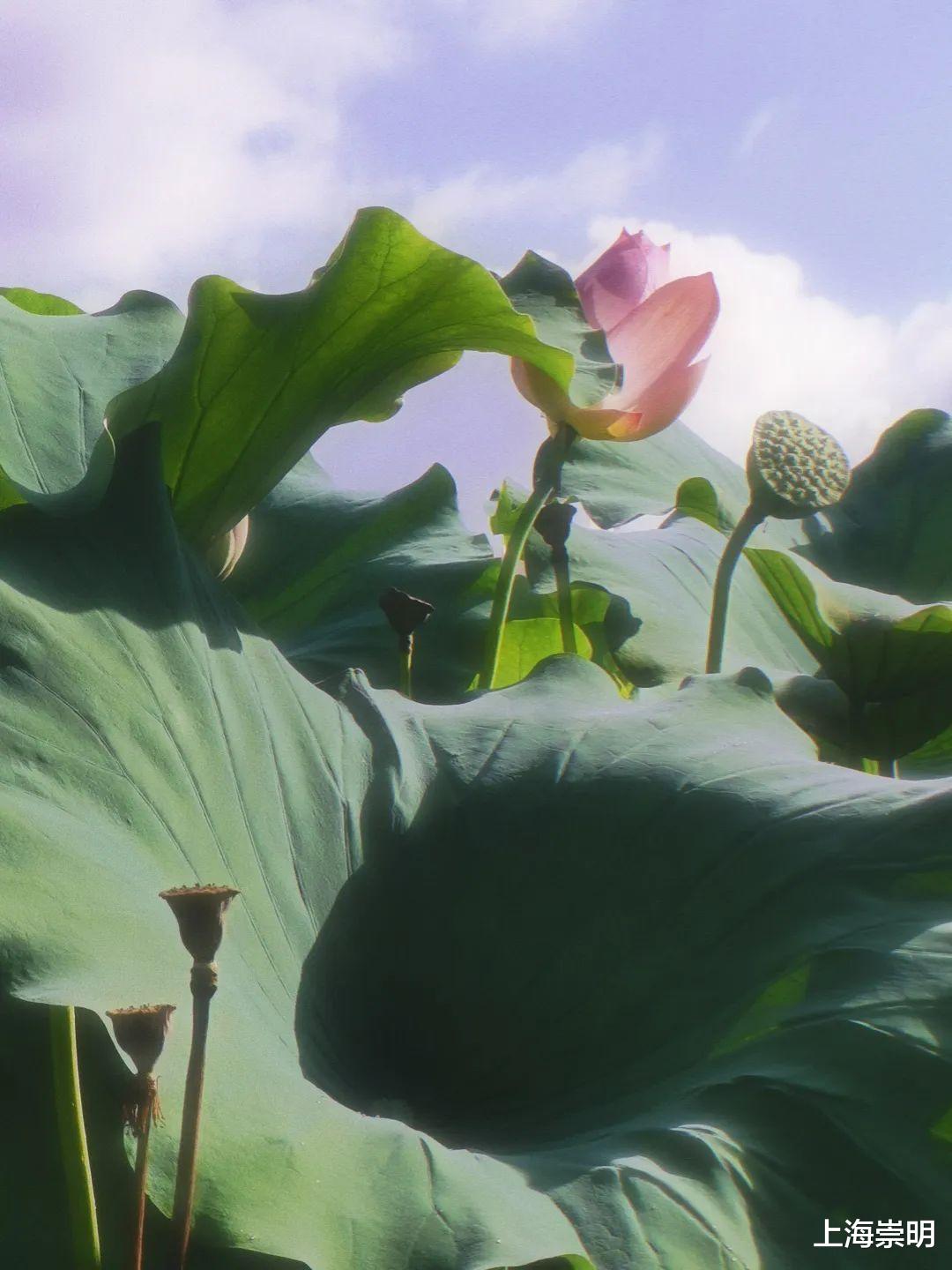 文化节|《沉香如屑》中的四叶菡萏，崇明有很多！