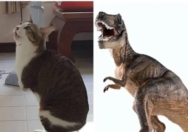 体型一样大的情况下,猫能不能打过霸王龙?为什么?
