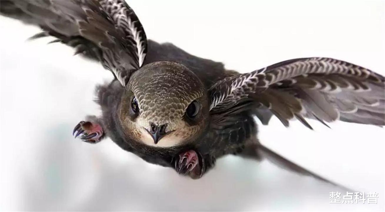 永不落地的鸟：边飞边睡，落地几乎等于送死，它如何繁衍后代？